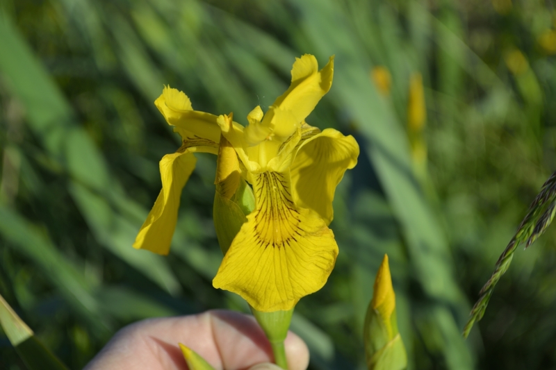 Iris pseudoacorus